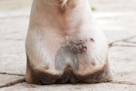 Mauke und Dermatophilose bei Pferd und Esel